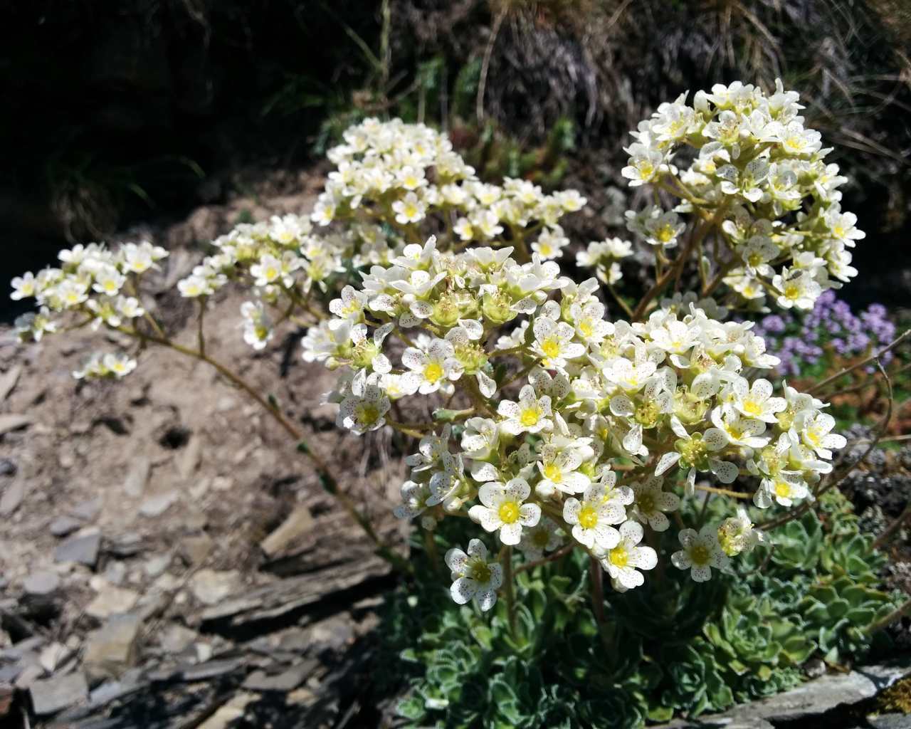 Saxifraga paniculata / Sassifraga delle rocce